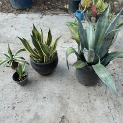 Lots Of Agave And Succulents 