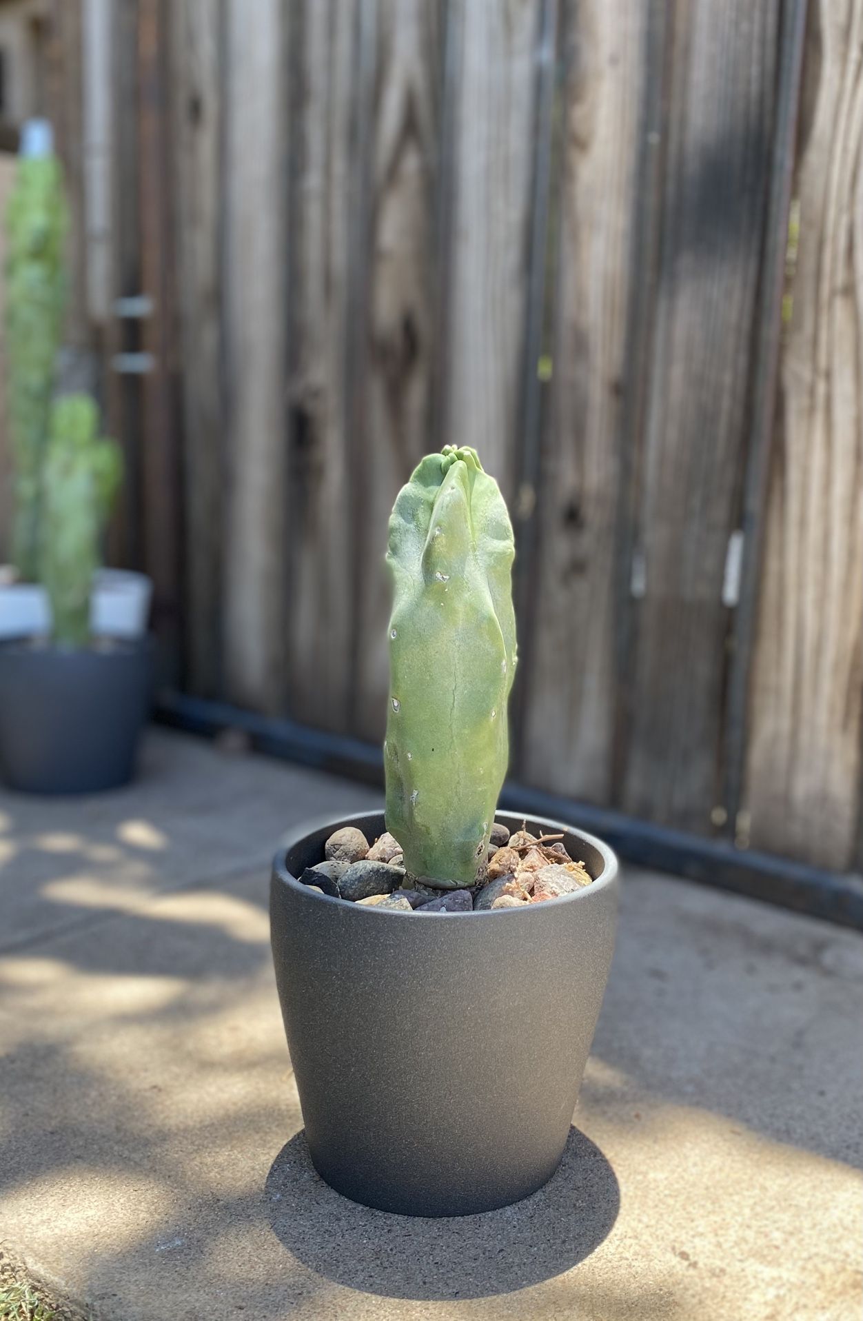 Small Totem Pole Plant