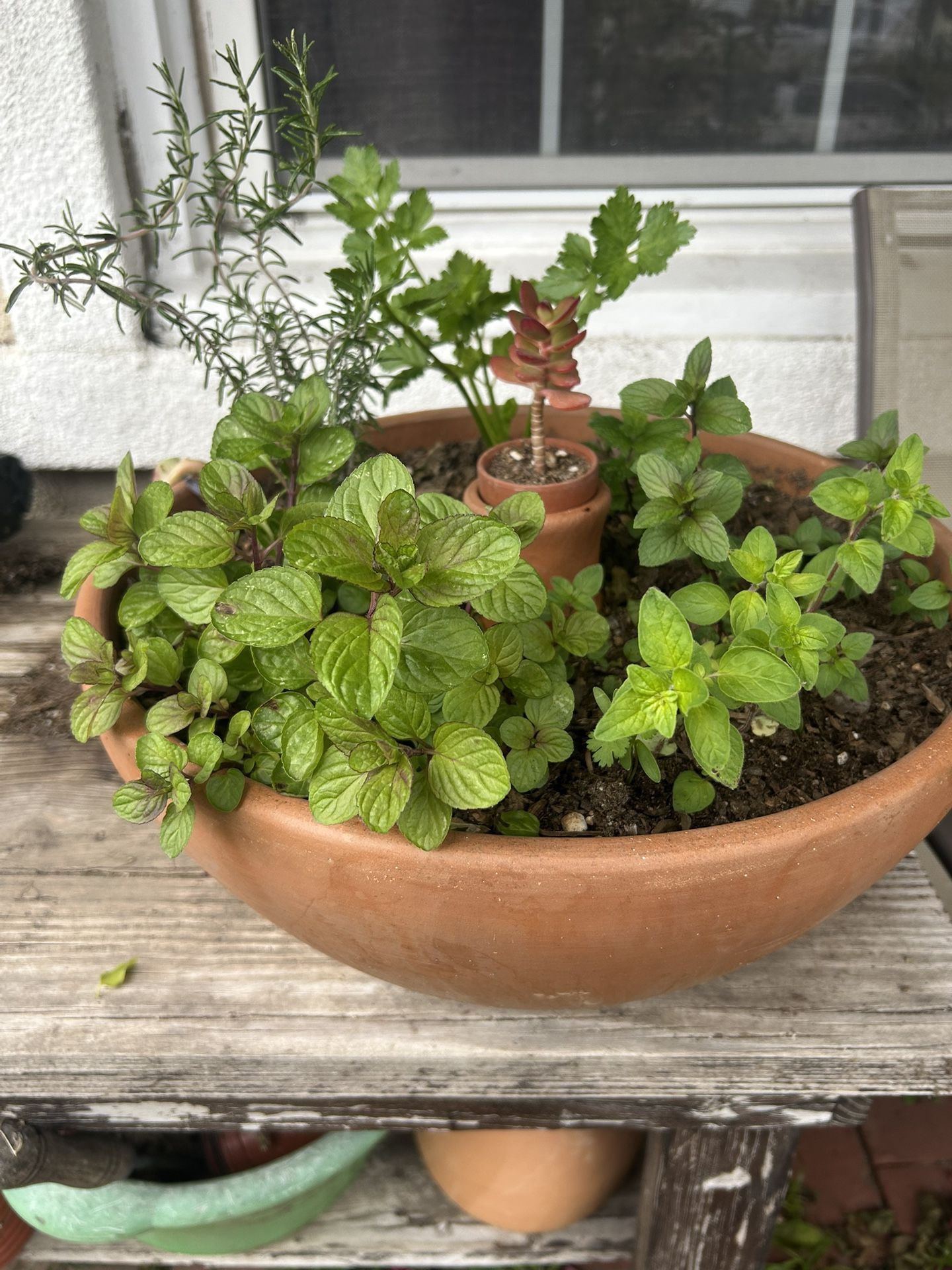 15 in Garden Clay Bowl With Self Watering Clay Olla