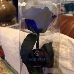 Preserved Ecuadorian blue rose