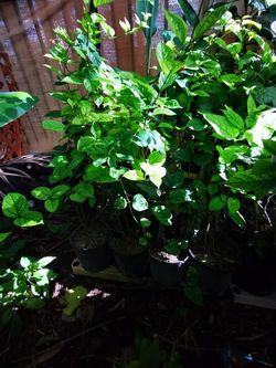 Bleeding Heart Vine Red And White 