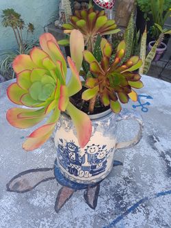Succulent plants