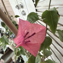 Pink Bougainvillea 
