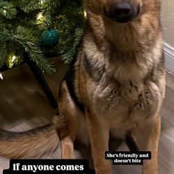 Help Bring My Dog Home 