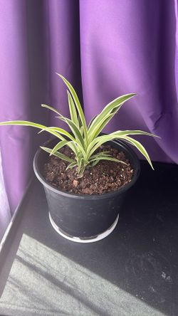 Spider Plant 6 Inch 