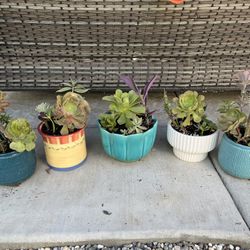 Beautiful Succulents 