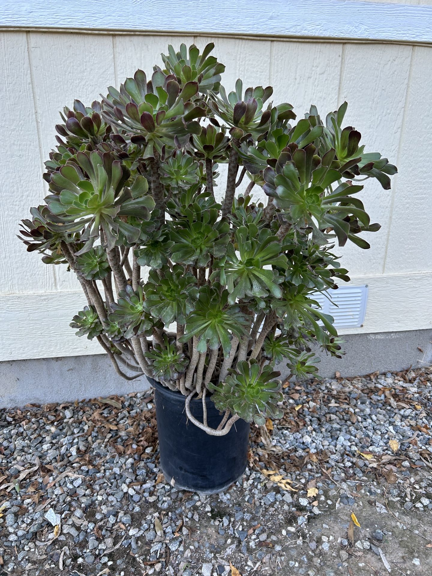 Succulent Plant In 5gl