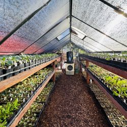 Veggie Plants/seedlings for Sale! 🌱 🌱 🌱 🌱 