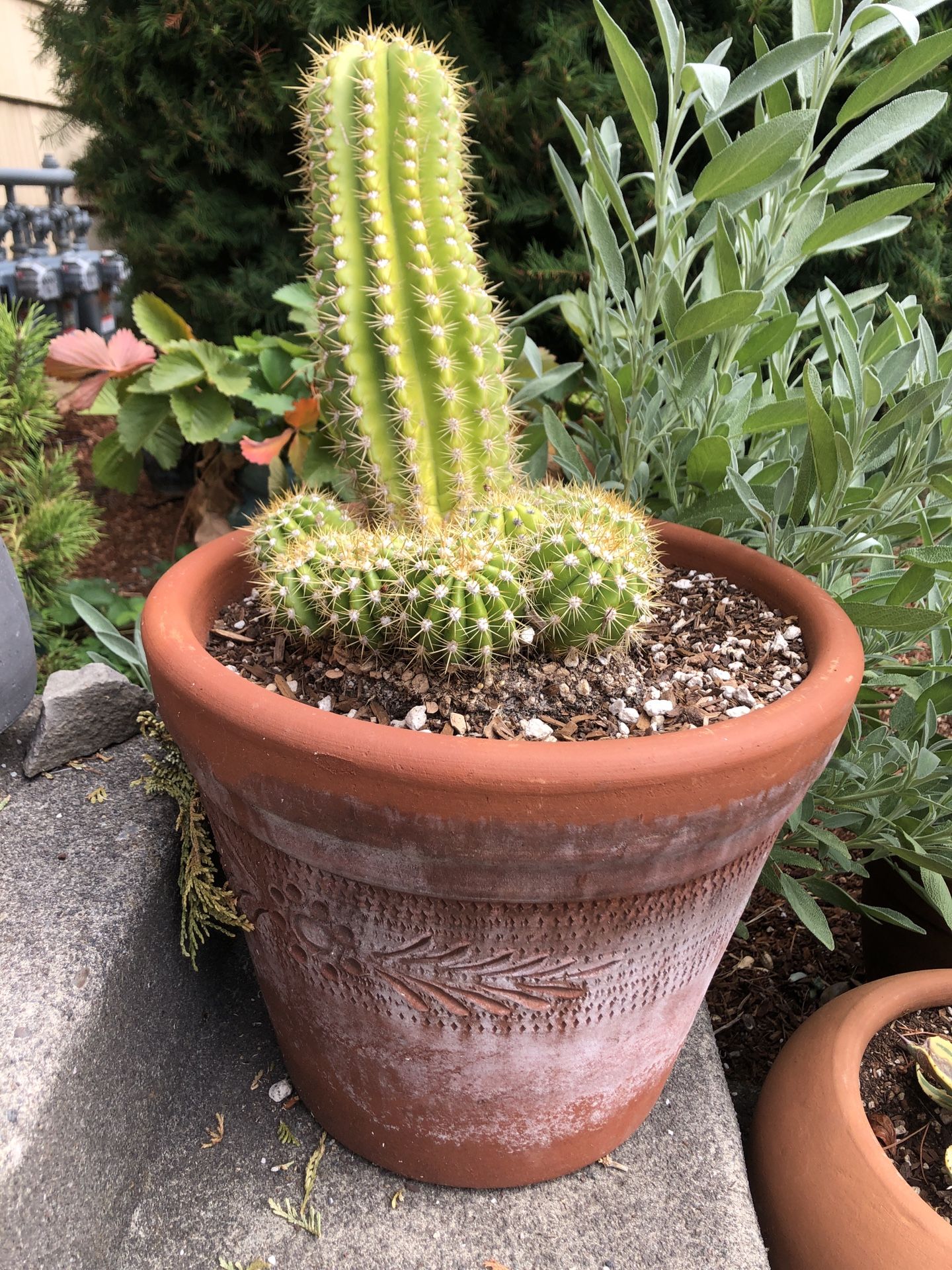 Echinocereus Cactus