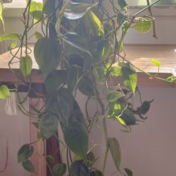 Heart Leaf Philodendron 