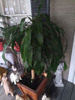 Nice pom treese and posted plants