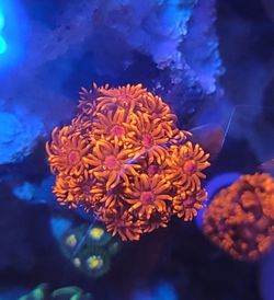 Goniopora And Alveopora Frags 
