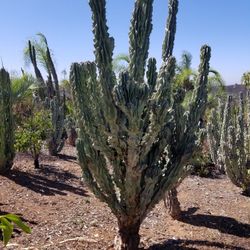 Peruvian  Apple Cactus