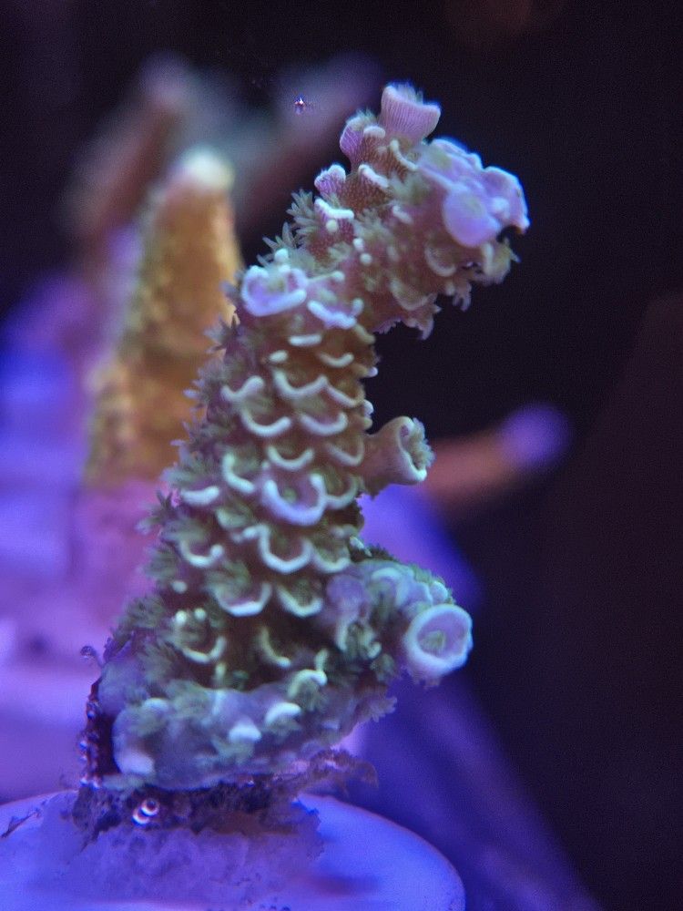 Green Tenius Acro "Decorations"