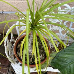 Pony Tail /pata De Elefante Plant