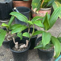 Hawaiian ti Plant