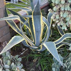 Agave Variagated 
