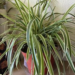Spider plant 🪴