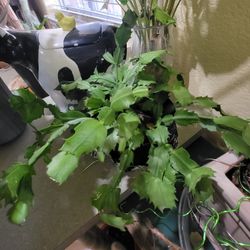 Christmas Cactus 
