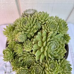 Succulent Cornelia
