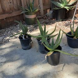Aloe Vera Plants