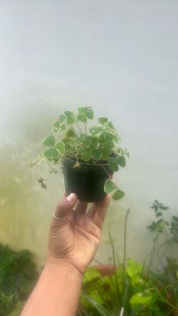 Oxalis triangularis live plant