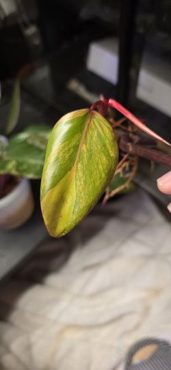 Strawberry Philo High Var. Cutting