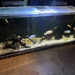 100 Gallon Fish Tank 