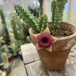 Stapelia Plants 🪴 One Cut 