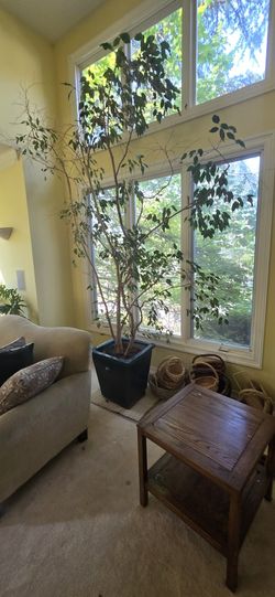 Large Tree In Large Pot