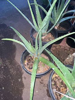 Garden Safety Place For Aloe Vera Plants