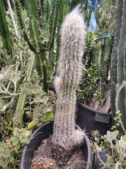 Oh man cactus plant