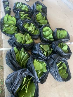 Nopales nopales nopales