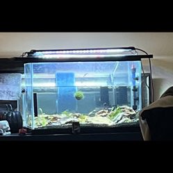 Aquatic Tank Bundle With Neocaridina Shrimp