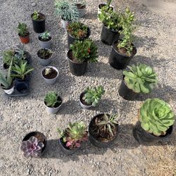 Succulents  Plant Sale