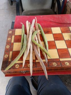 Moringa seed pods