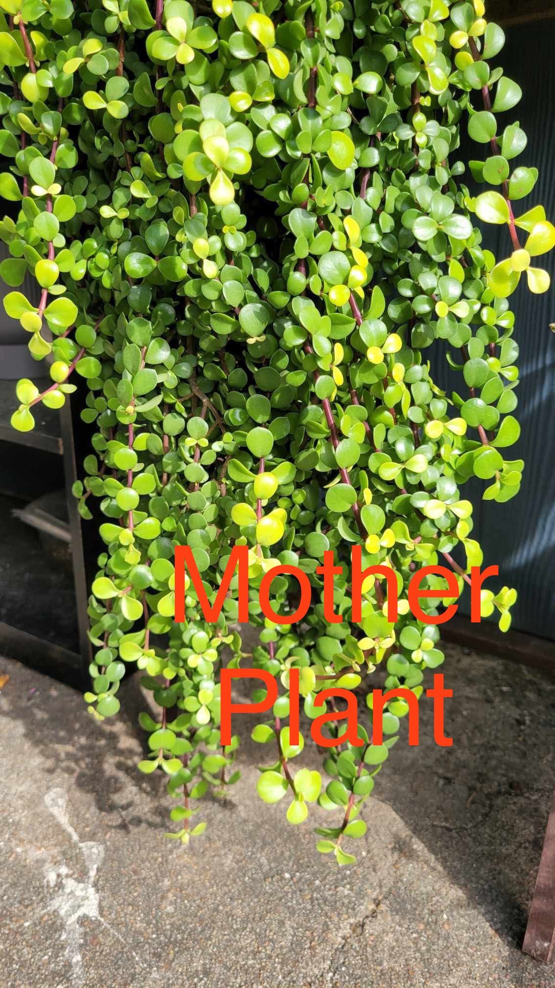 Portulacaria Afra Aurea Elephant Bush Rare Live Succulent Bare Root Plant Jade