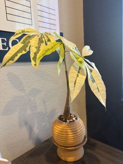 Variegated Money Tree