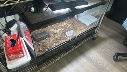 Corn snake reptile tank