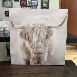 Two Highland Cow Pics 