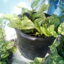 Golden Pothos Plant