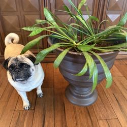 Snake plant with brown plastic pot 