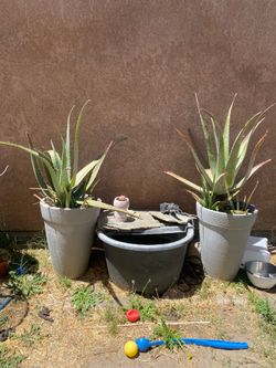 Aloe Plants