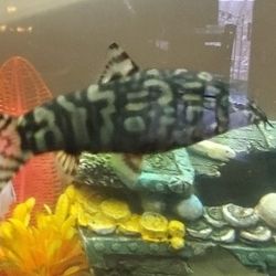 2 Yoyo Loaches
