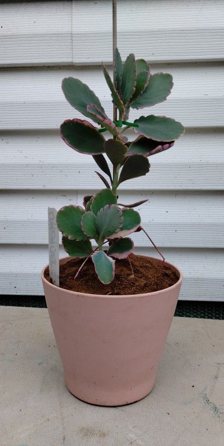 Lavender Scallop Plant