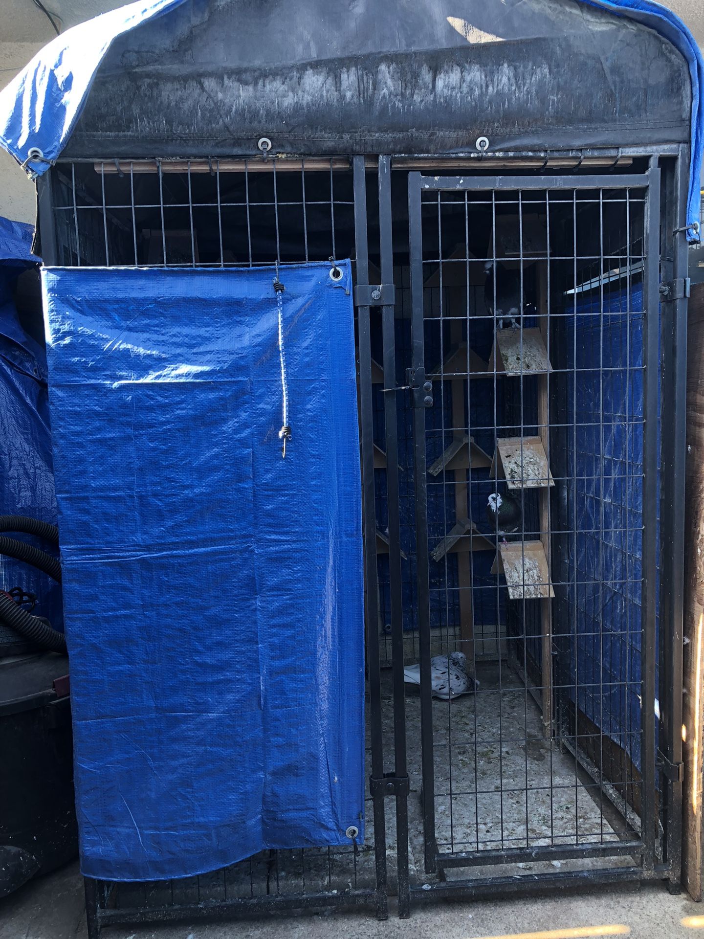 Pigeon Coop