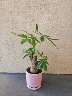 Money Tree in Ceramic