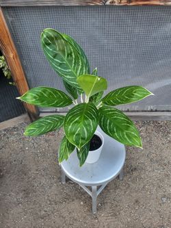 Chinese Evergreen Plant 5" Nursery Pot