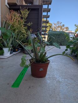 Aloe Plant 1