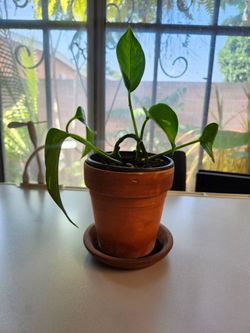 Pothos plant